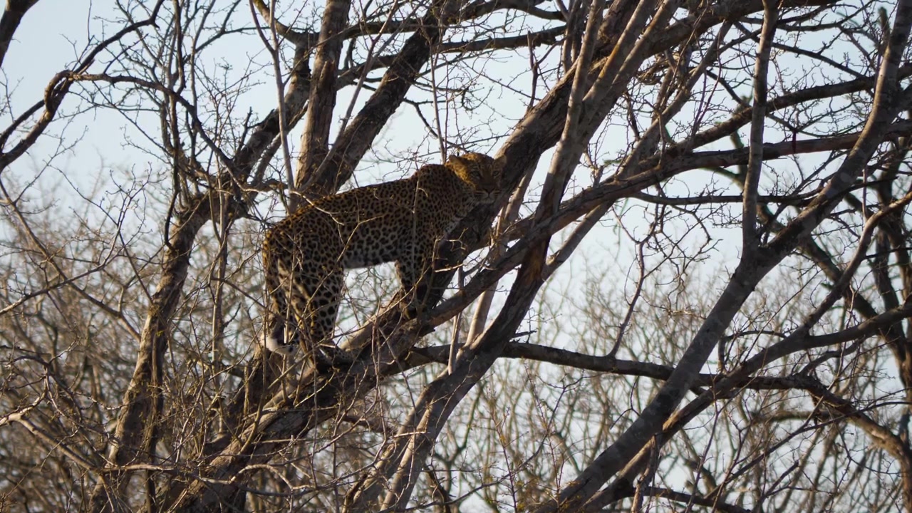 Bir ağacın dalında duran ve etrafına bakan bir leopar
