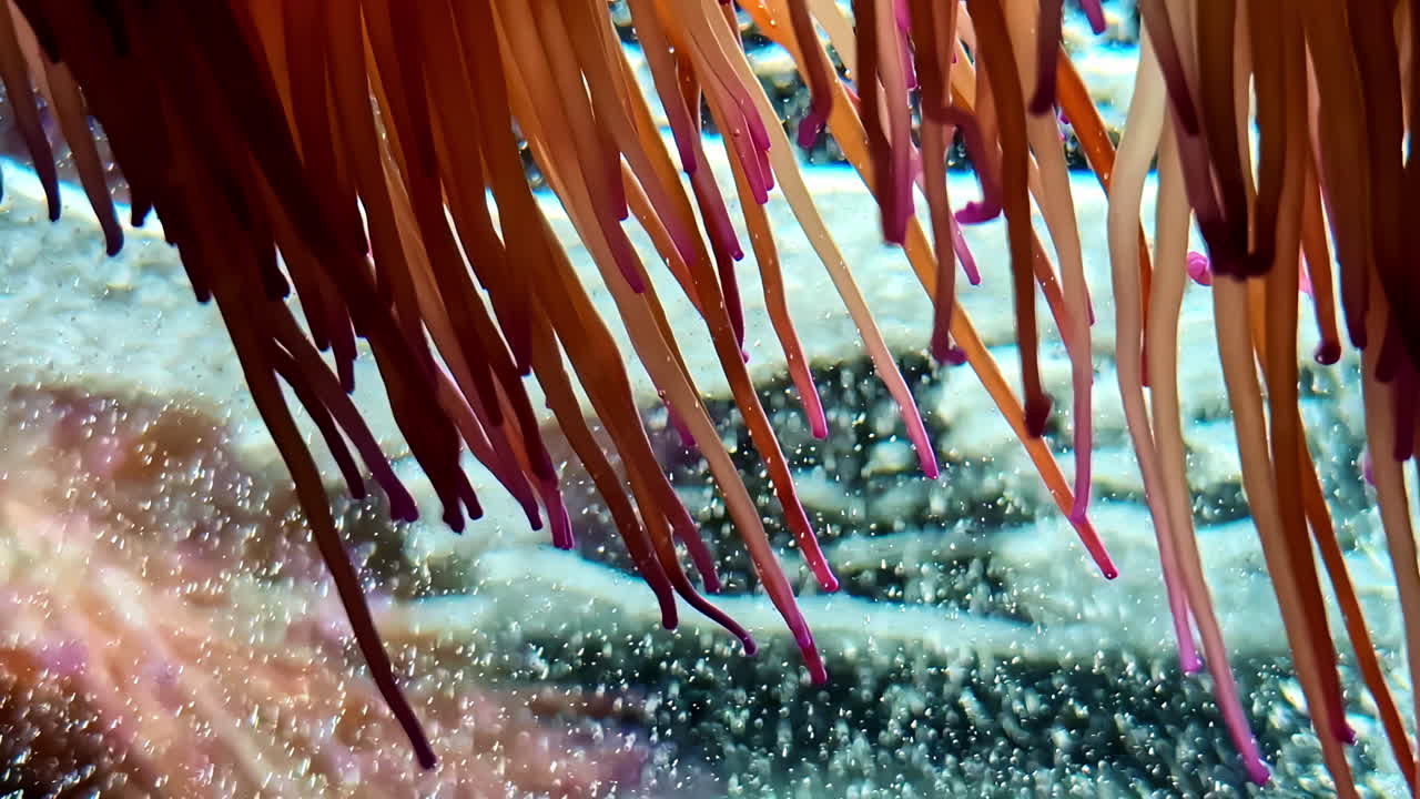 Red Anemone Tentacles Underwater. Closeup Shot