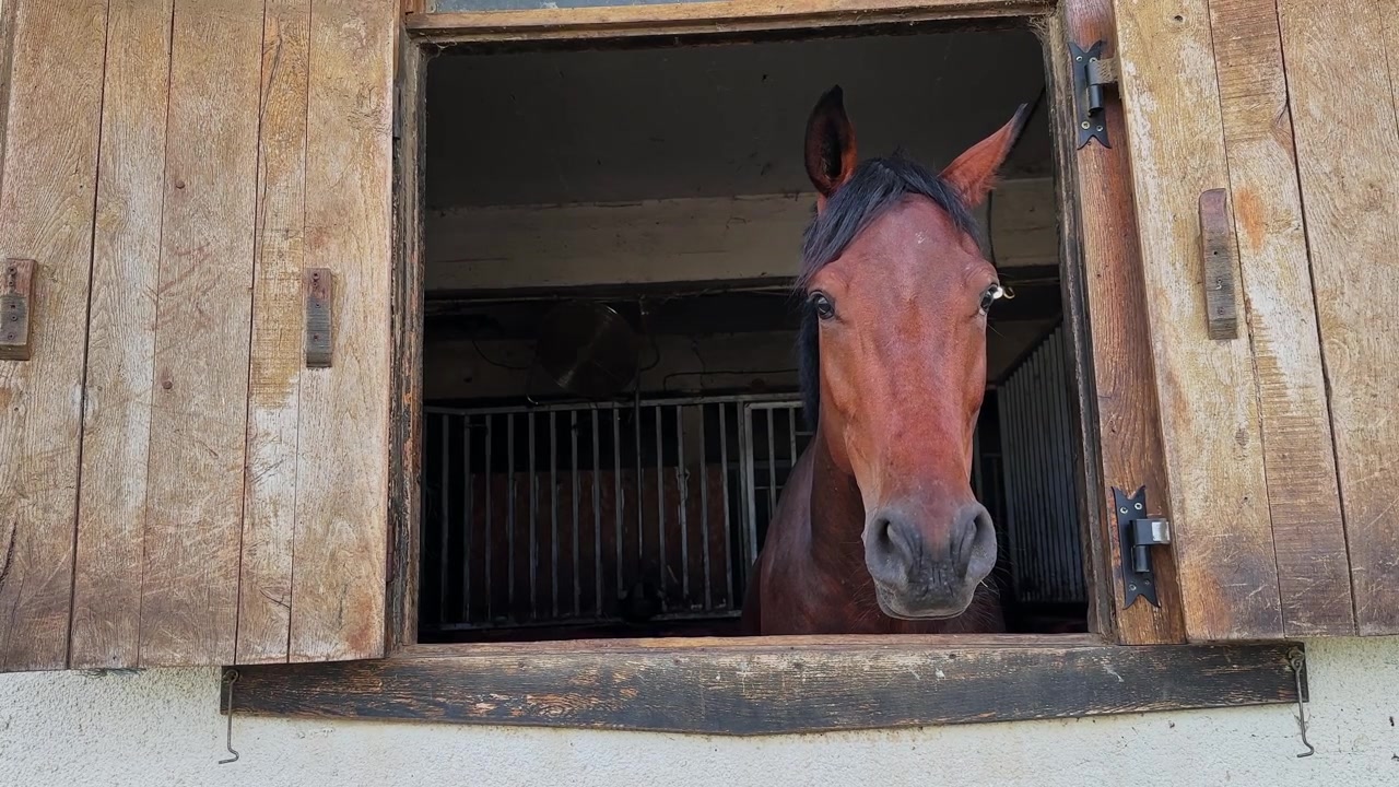 Horse looks out of stable window during sunny day