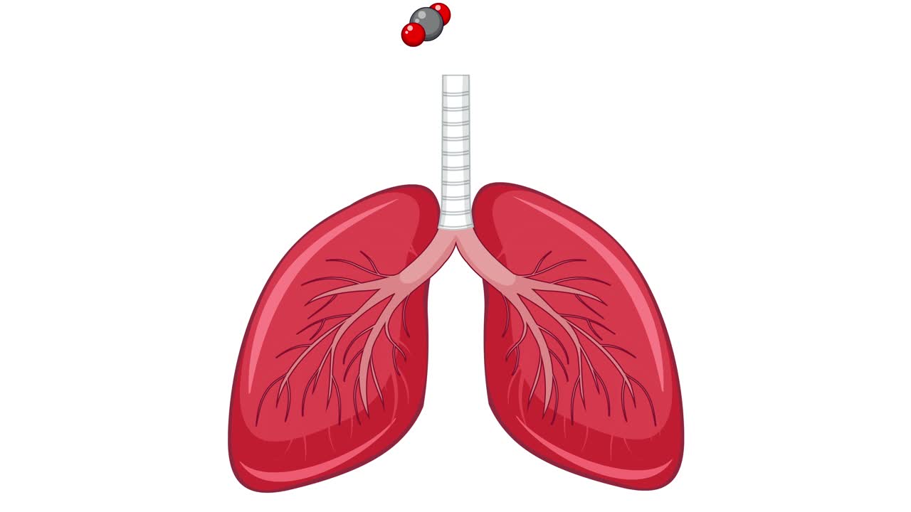 ilustración de los pulmones humanos inhalando y exhalando