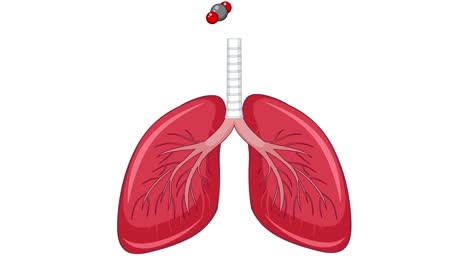 illustration of human lungs inhaling and exhaling