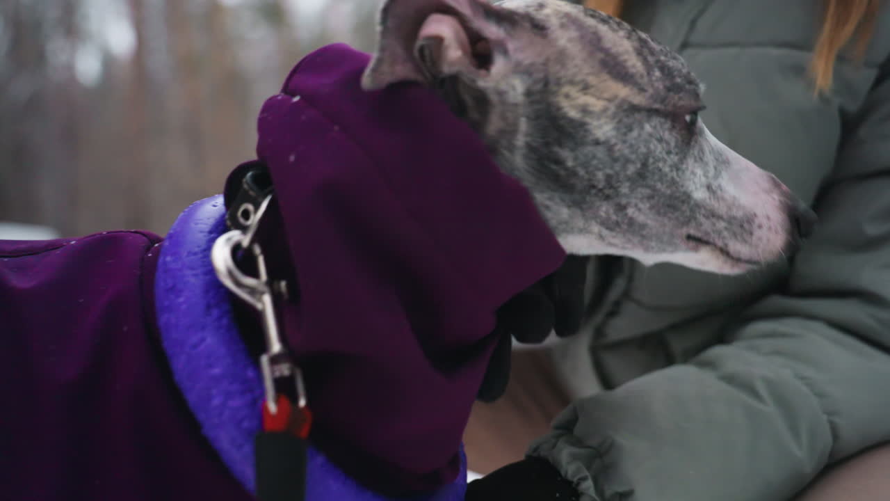Hands in black gloves gently holding greyhound dog dressed in purple coat during winter walk, showing warmth, care, and connection between person and pet in cold snowy forest setting with soft light