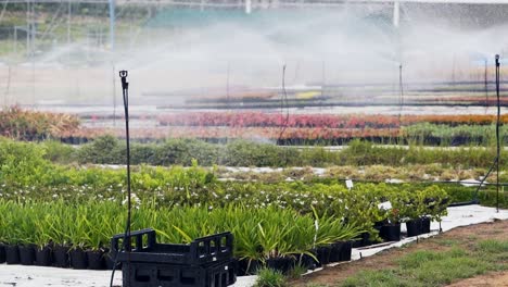 Plano-General-De-Un-Rociador-Regando-Plantas-En-Un-Vivero