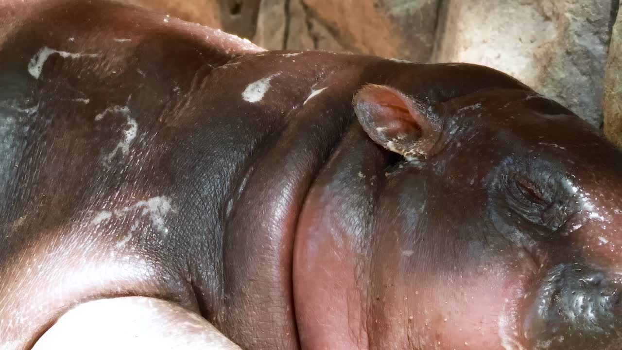 A detailed view of a pygmy hippo's face as it rests quietly in its enclosure.