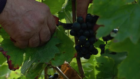 fotografía de cerca de un anciano con las manos cortando uvas negras durante la cosecha de uvas en un día soleado