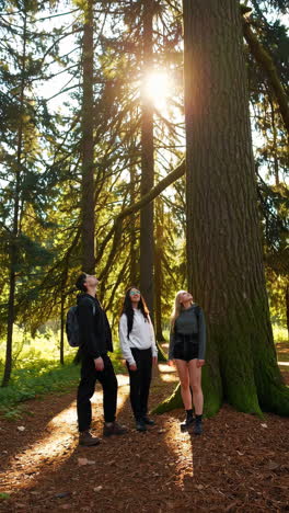 friends hiking in a sunny forest