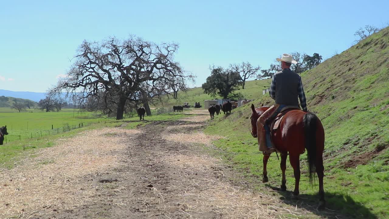 caminando por el camino cubierto de heno, el vaquero empuja el ganado hacia la puerta