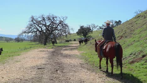 walking along the hay covered road, the cowboy pushes the cattle towards the gate