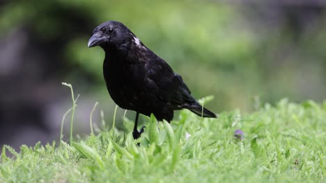 Slow-motion-shot-of-black-crow-walking-in-grass-during-sunny-day,-close-up-shot