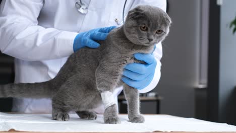 veterinarian examining a bandaged cat
