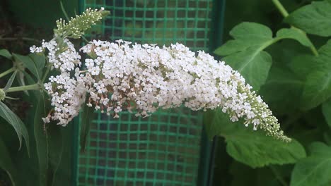 beautiful white budleia flower grown to attract butterflies