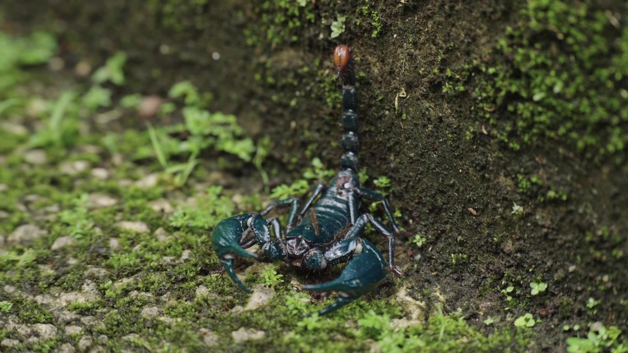 Static macro shot of an Asian forest scorpion standing defensively with its pincer pedipalps and raised stinger tail against a mossy concrete ledge.