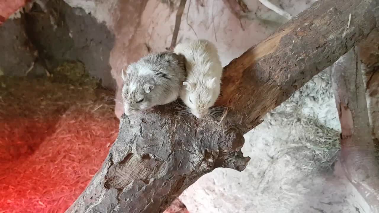 ratones jerbos mongoles jugando y corriendo