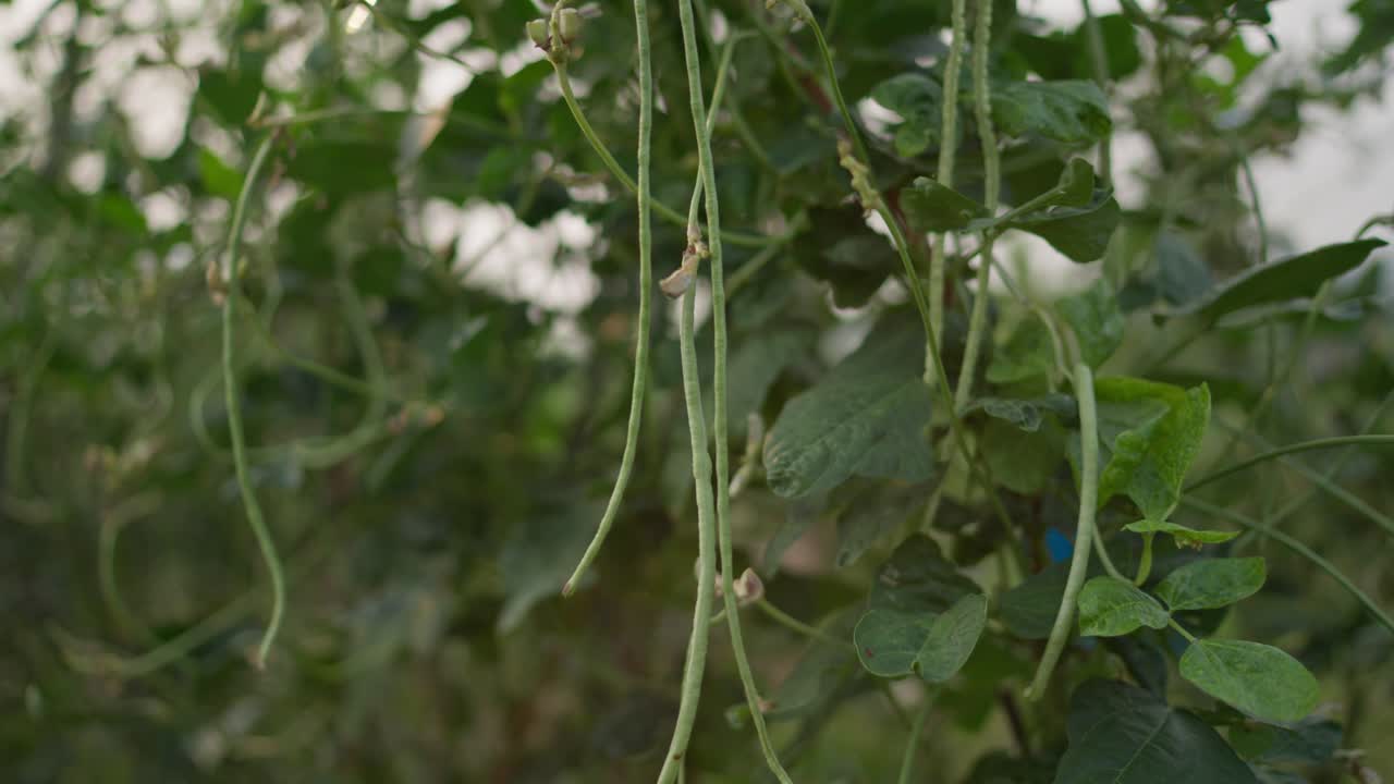 Footage of a bean plant bearing fresh pods in a village garden. Shows natural growth, vegetable cultivation, and rural gardening practices