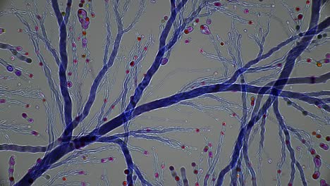 microscopic image of fungal hyphae