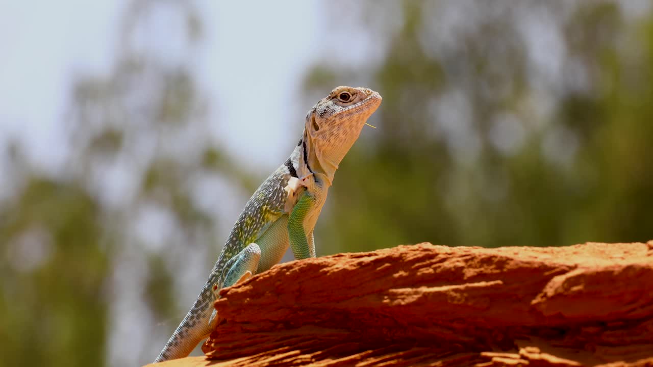 Static closeup video of a male Eastern Collared lizard Crotaphytus collaris