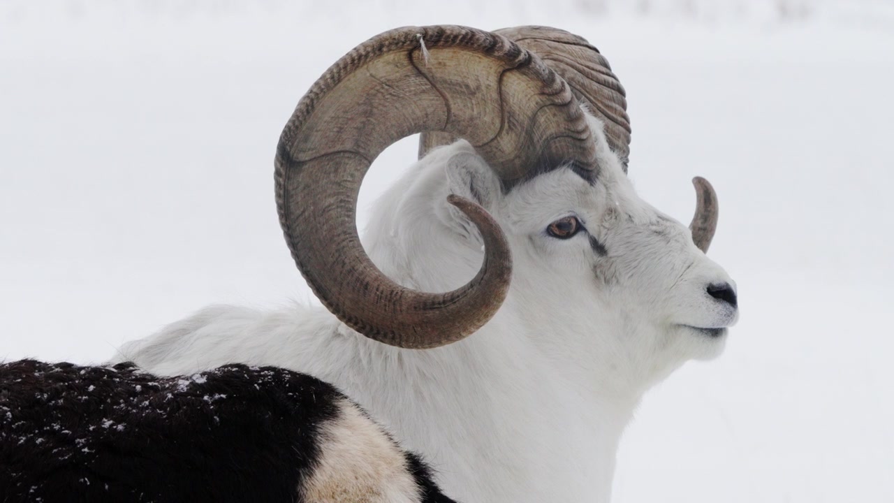 Stone Sheep Ram In Snow Winter Nature Background. Close-up Shot