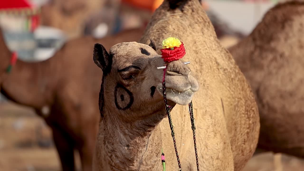 camellos en cámara lenta en la feria de pushkar, también llamada feria de camellos de pushkar o localmente como kartik mela es una feria anual de varios días de ganado y cultural que se celebra en la ciudad de pushkar rajasthan, india.