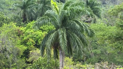 palmeras y la selva tropical alrededor de las esclusas de pedro miguel, canal de panamá