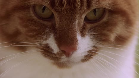 super macro closeup of attentive orange young female cat looking intensely and calmly into the camera and suddenly turning around grooming itself