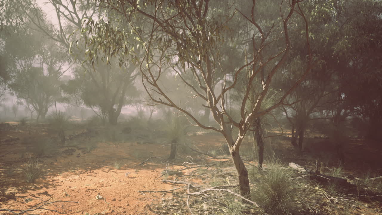 Misty landscape with trees and dry earth in a natural setting