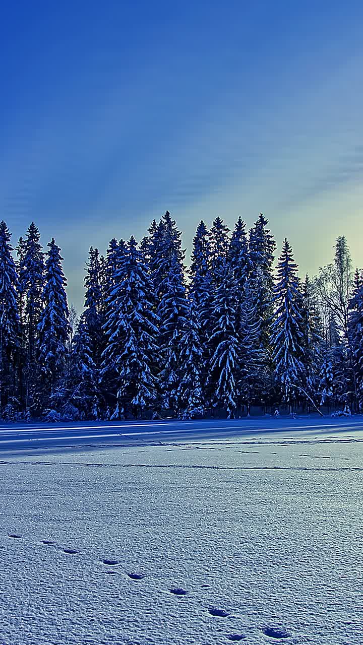 Timelapse av vinterskog med snødekt landskap og sterk sol
