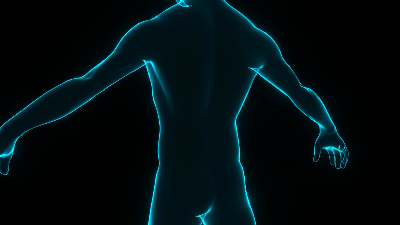 человеческое тело. ротация человеческой модели.