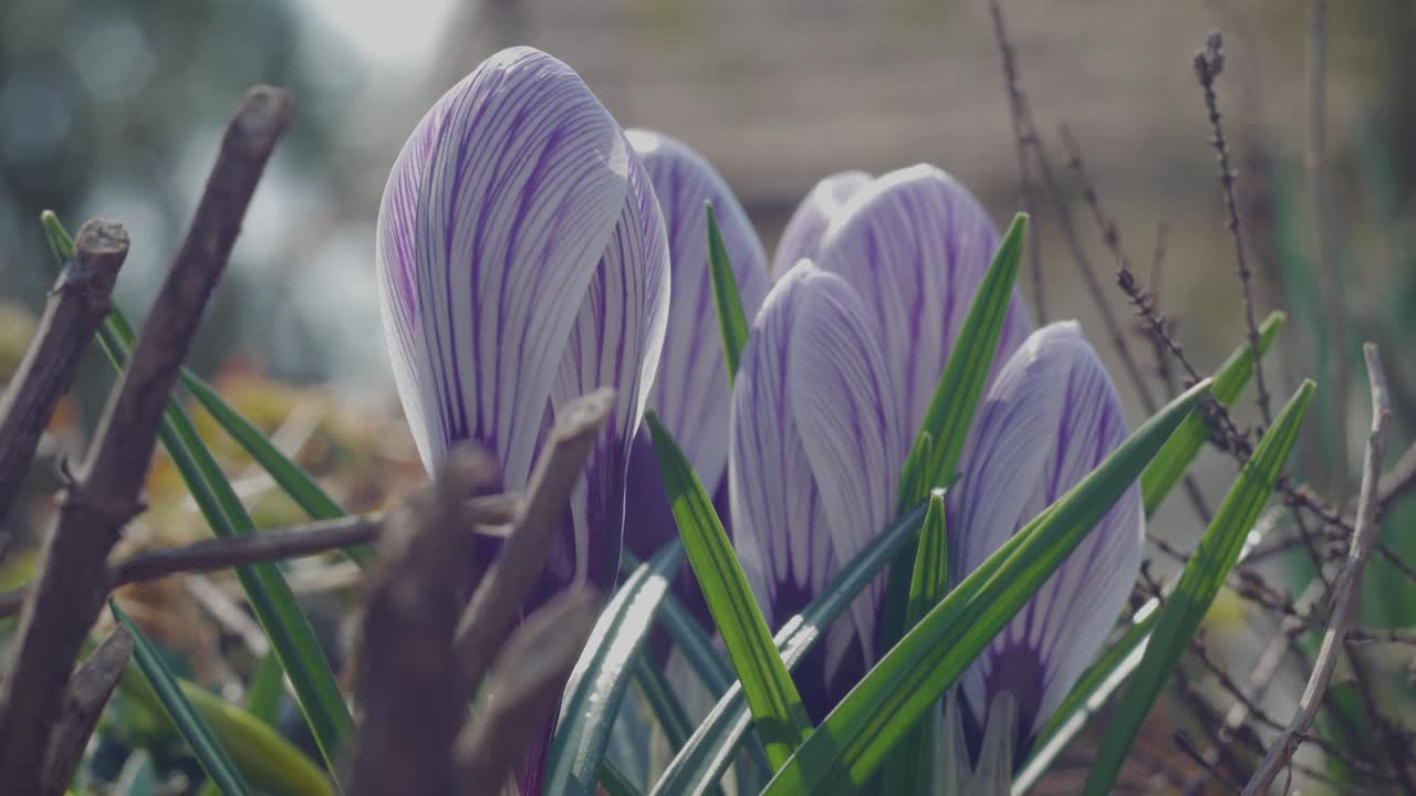 Timelapse di un bellissimo croco che sboccia nel giardino