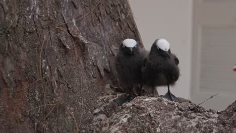 front view of two fledgling sumatran laughingtrush standing on a rock