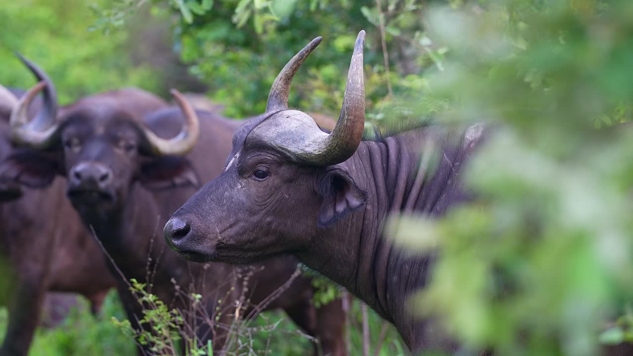 curioso rebaño de búfalos africanos, mirando hacia el frente, enfoque de rack