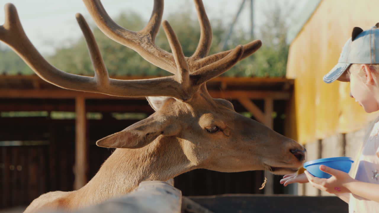 나무 울타리 근처에서 사슴에게 먹이를 주는 어린 소녀
