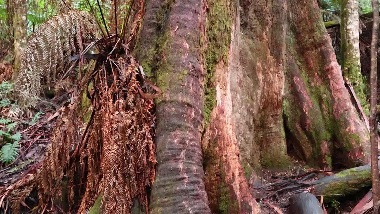 높은 나무와 울창한 페른을 통해 여행
