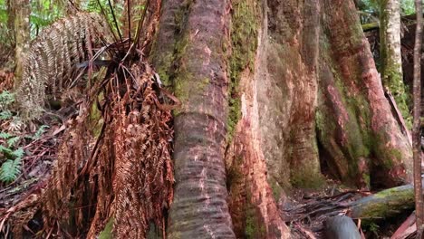viaje a través de árboles altos y helechos exuberantes