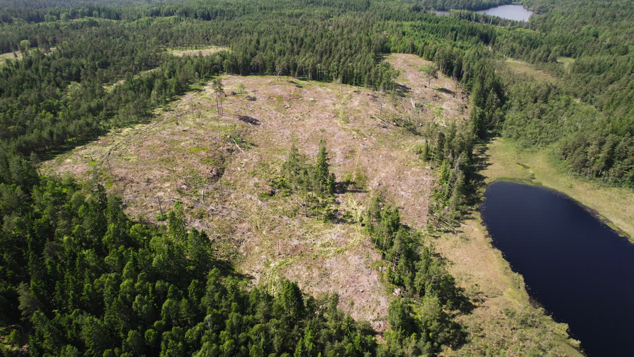 disparo giratorio de un avión no tripulado volando alto sobre un bosque destruido debido a la deforestación o un desastre ambiental junto a un lago en un día soleado y brillante