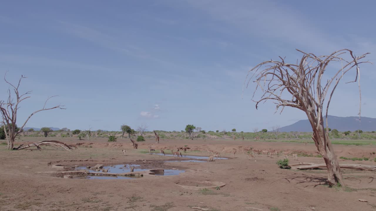 imágenes de aviones no tripulados volando bajo de un pozo de agua para animales, parque nacional de tsavo, kenia