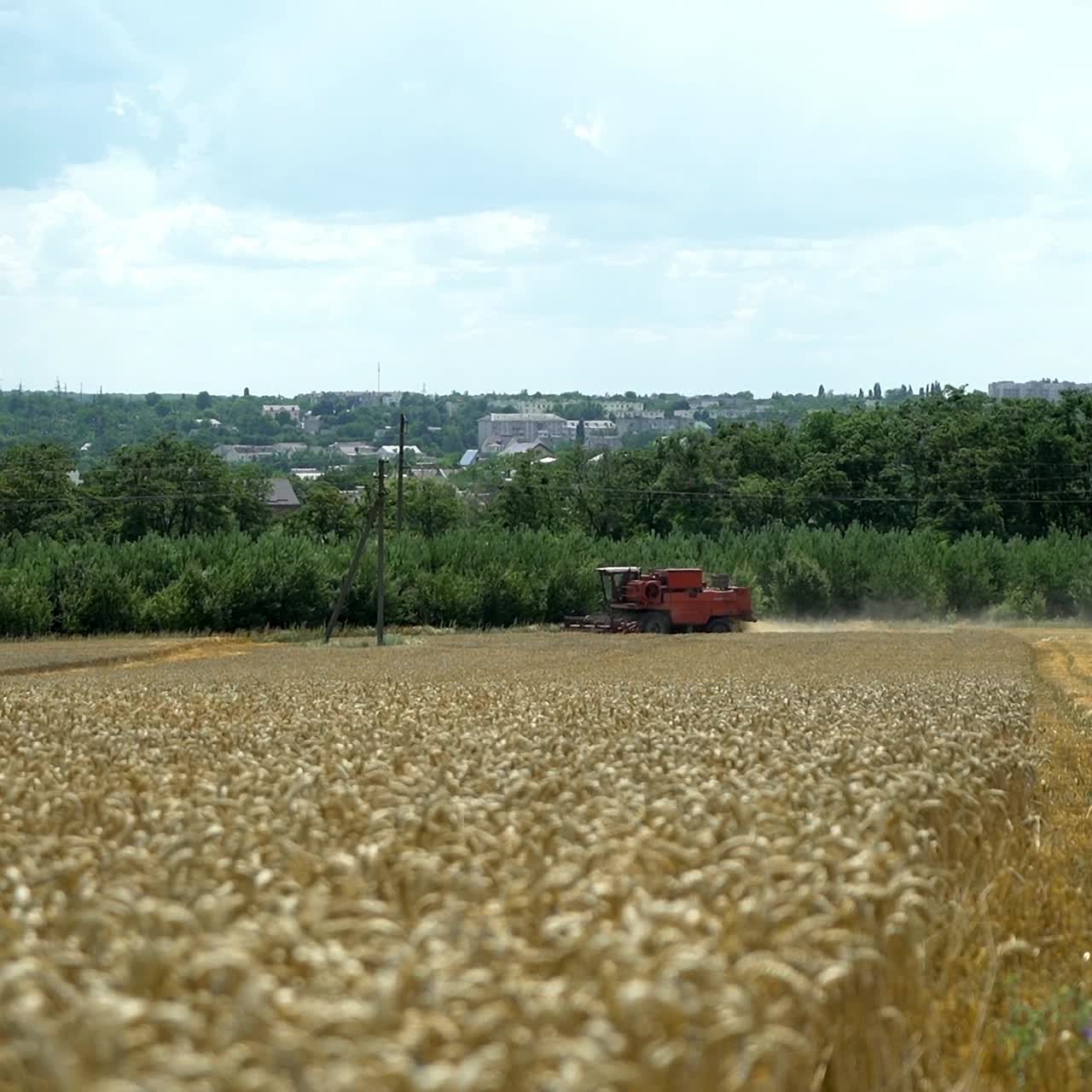 Combine harvester harvest ripe wheat on a farm. Agricultural sector.
