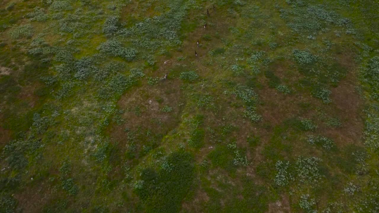 Aerial drone footage flying over a herd cattle of cows and other animals running wild in vast green and brown grassy Sweden scandinavian landscape during a cloudy day. Drone revealing gorgeous nature.