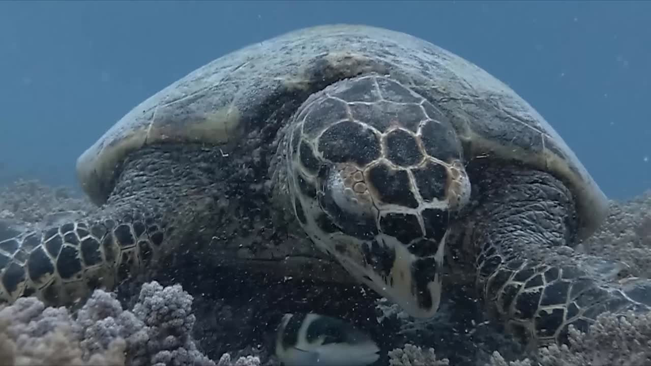 A captivating dive in Bali, paradise with stunning fish on the reef green turtle