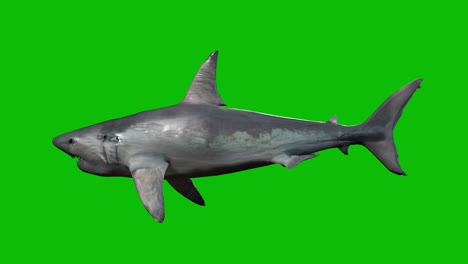 White-Shark-swimming-on-green-screen,-side-view,-3D-animation,-seamless-loop-animation