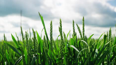 green wheat stalks captured in upward motion, thriving under daylight