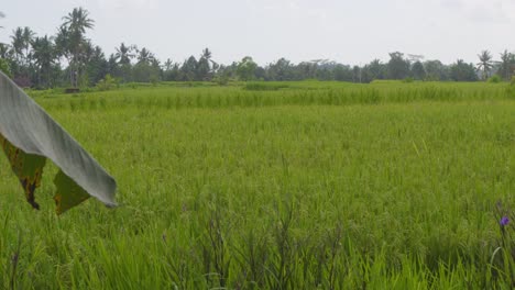 a serene view of lush green rice fields in bali, indonesia