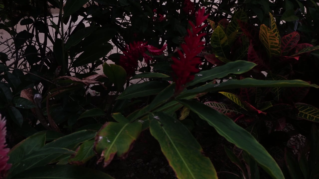 Low-light shot of a red ginger flower (Alpinia purpurata) surrounded by lush tropical foliage and colorful croton leaves in a dim, atmospheric garden setting.
