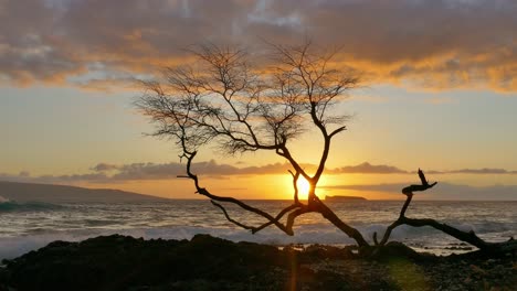 sunset silhouette tree on the hawaiian beach