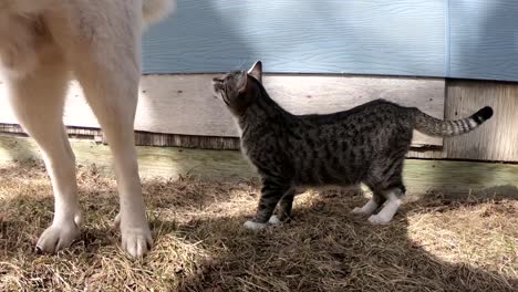 slow motion - a big adult husky dog and a small tabby cat hanging out together in the backyard next to the side of the house on a sunny day