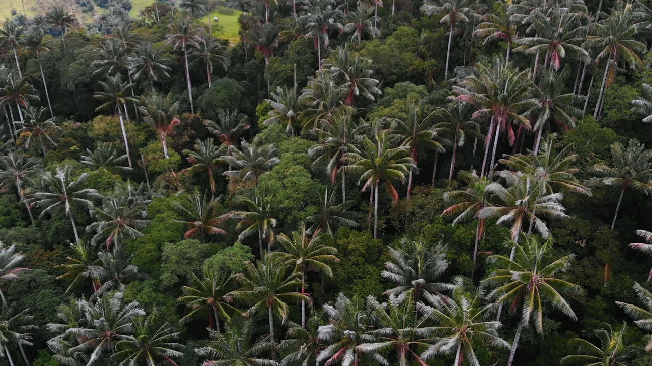 hermosa vista aérea del bosque de palmas de cera