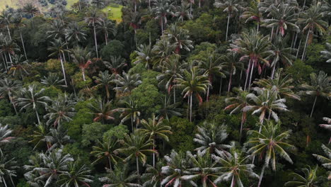 beautiful aerial view of wax palms forest