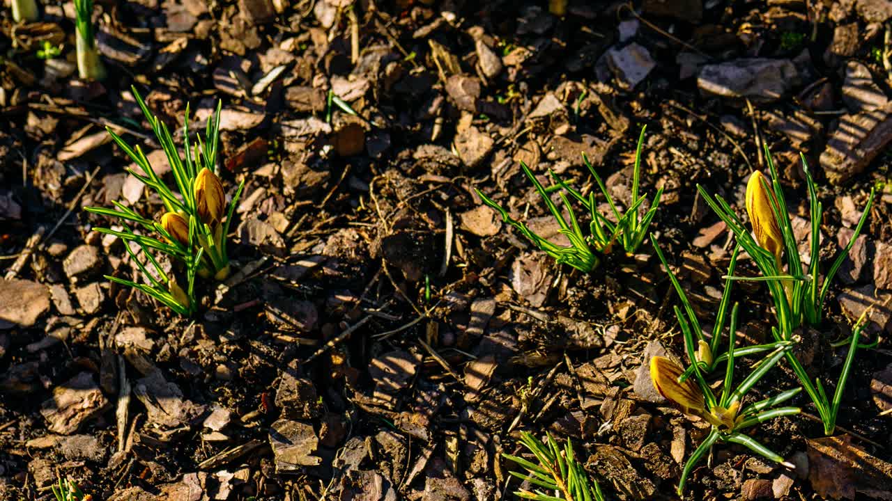 Full day timelapse of blooming yellow crocus flowers on a sunny spring day. Nature awakens in flower close up.