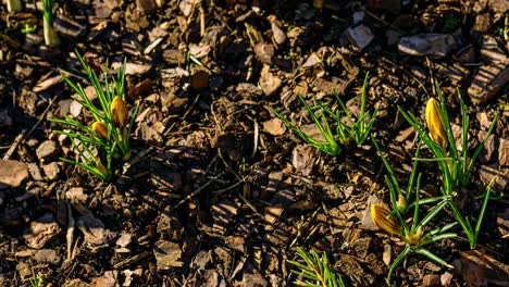 full day timelapse of blooming yellow crocus flowers on a sunny spring day. nature awakens in flower close up.