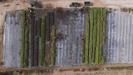 aerial top down view of workers in a small green flower field, cleaning and collecting plants