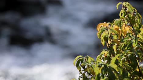a leafy tree branch with yellow-green leaves is illuminated by sunlight, while the camera smoothly shifts focus from the foreground leaves to a blurred background